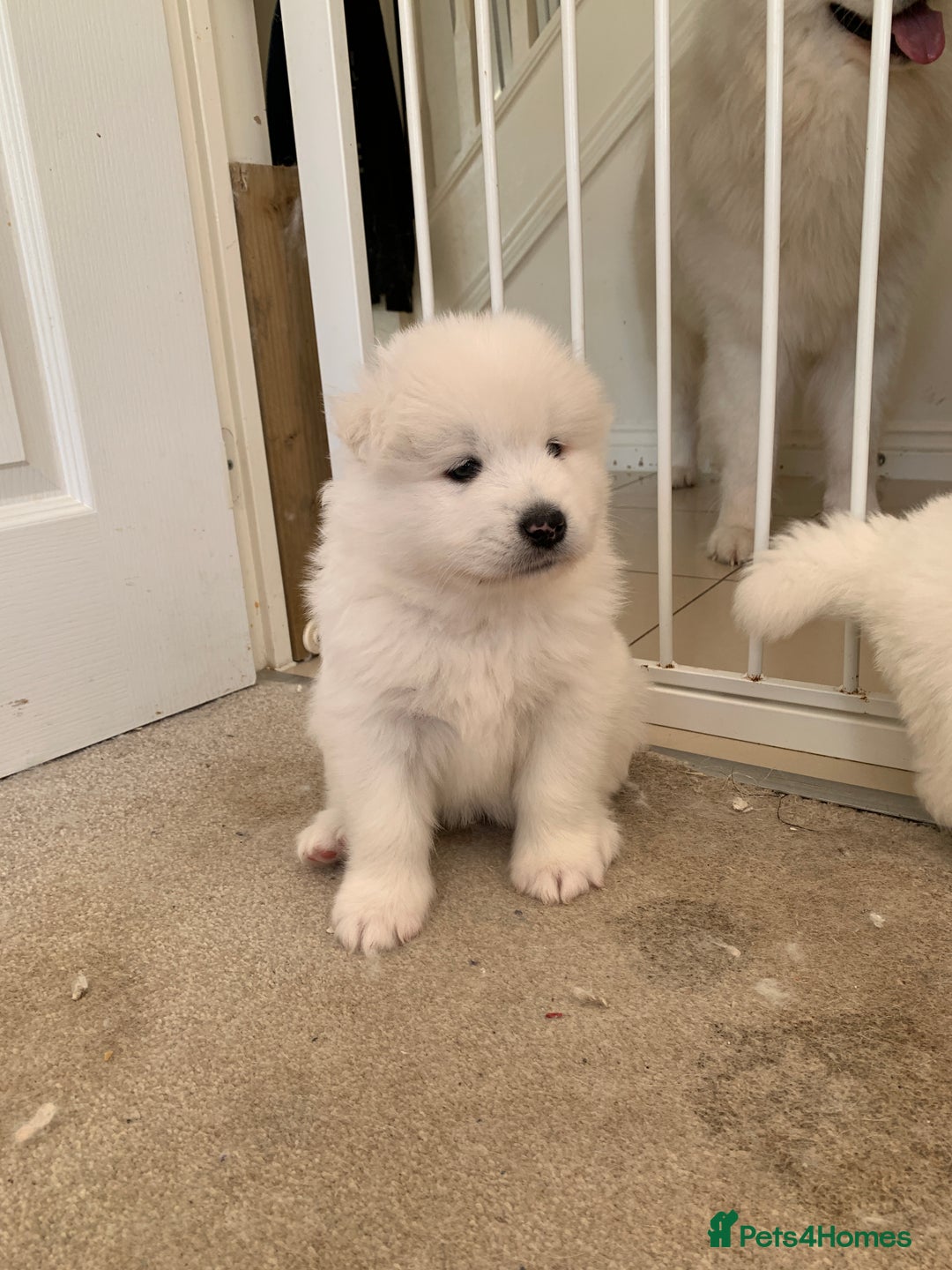 Samoyed dogs for sale: Samoyed puppies  - Image 5