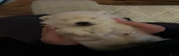 Pomeranian dogs for sale: Beautiful Triple Coat Male Pomeranian Puppy - Advert 7