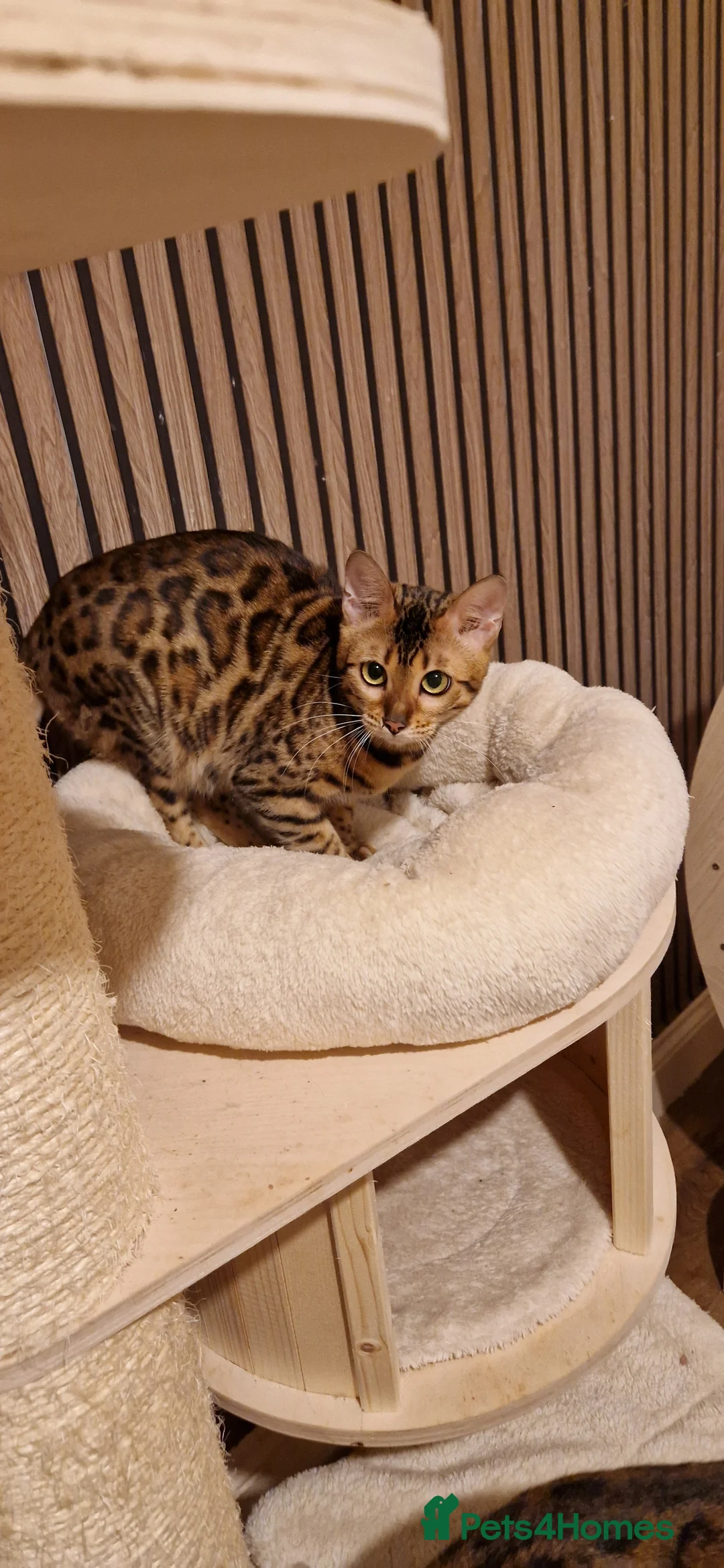 Bengal cats for sale: Beautiful queen ❤️ - Advert 8