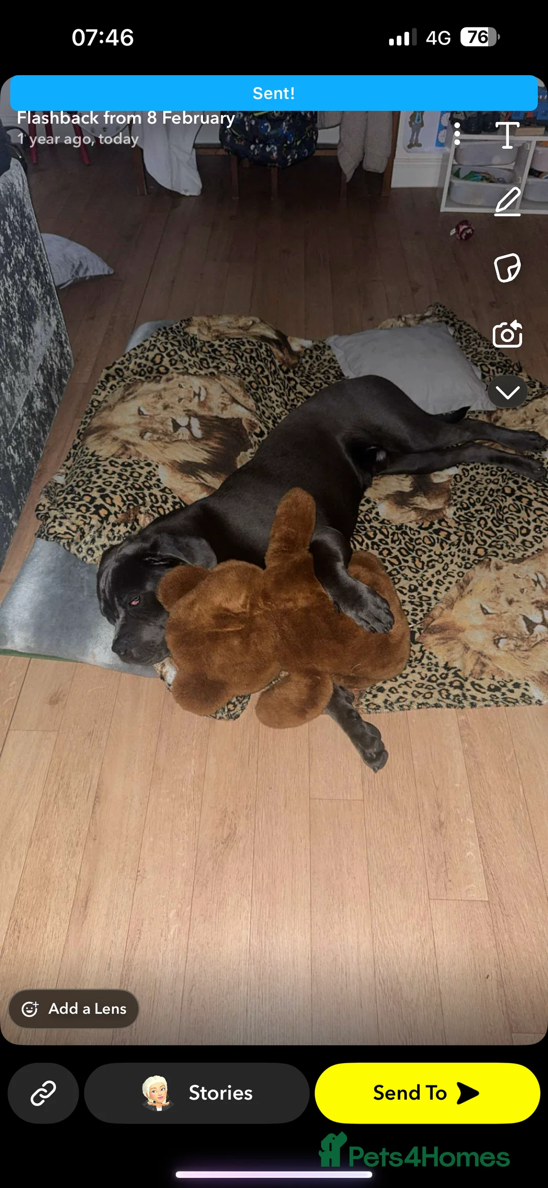 Cane Corso dogs for sale: Cane Corso Rare Blue/Grey Puppies  - Advert 5