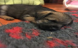Border Terrier dogs for sale: Adorable Border terrier puppies  - Advert 8