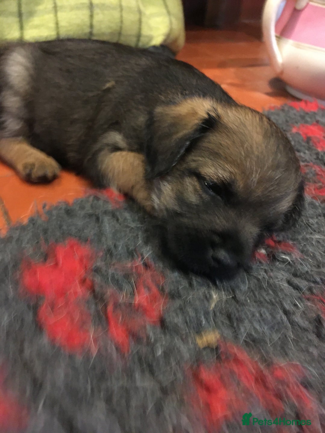 Border Terrier dogs for sale: Adorable Border terrier puppies  - Advert 8