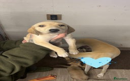 Saluki dogs for sale: Saluki/ LURCHER pups - Image 7