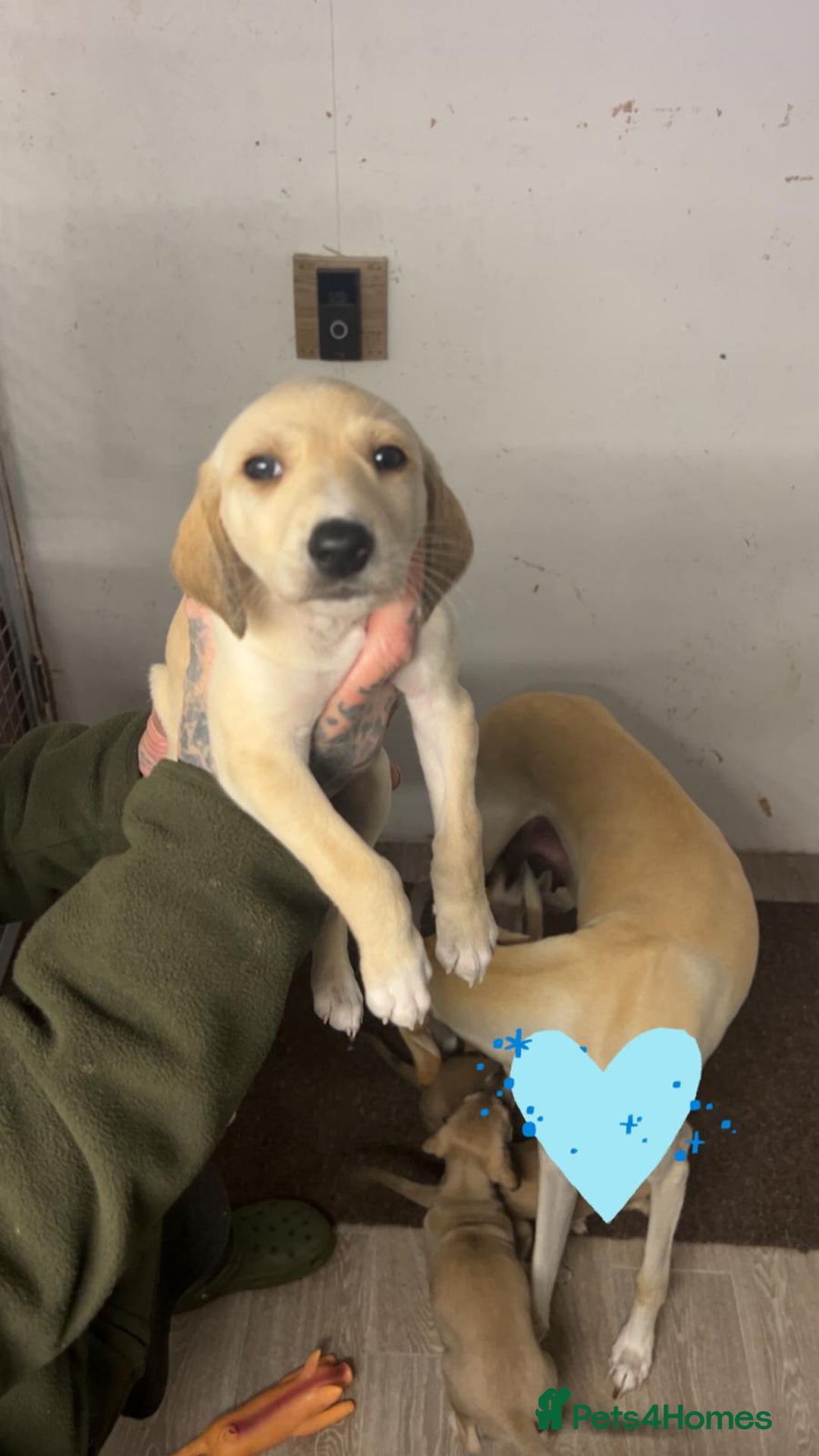 Saluki dogs for sale: Saluki/ LURCHER pups - Image 7