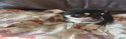 Chihuahua dogs for sale: 5 Beautiful Chihuahua Puppies For Sale  - Advert 17
