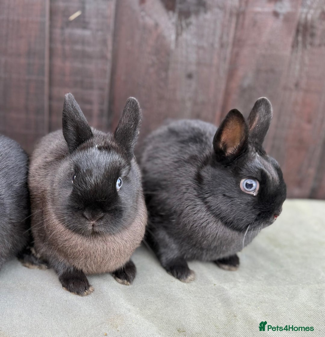Netherland Dwarf rabbits for sale: 2 Adorable Netherland Dwarf Bunnies  - Advert 2