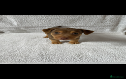 Jack Russell dogs for sale: Jack Russell puppies  - Image 6