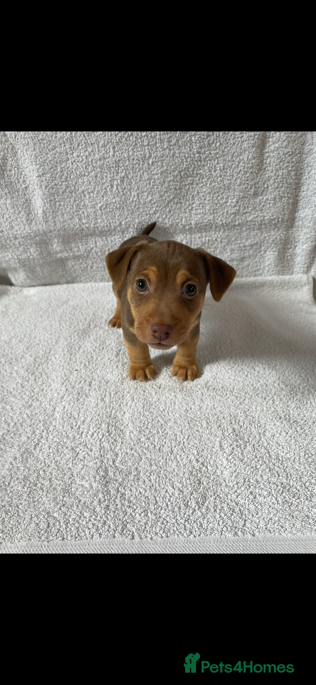 Jack Russell dogs for sale: Jack Russell puppies  - Image 6