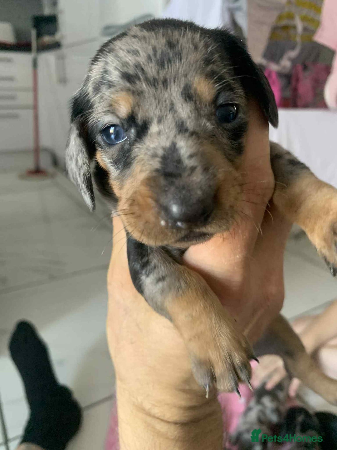 Dachshund dogs for sale: Dashounds  - Image 4