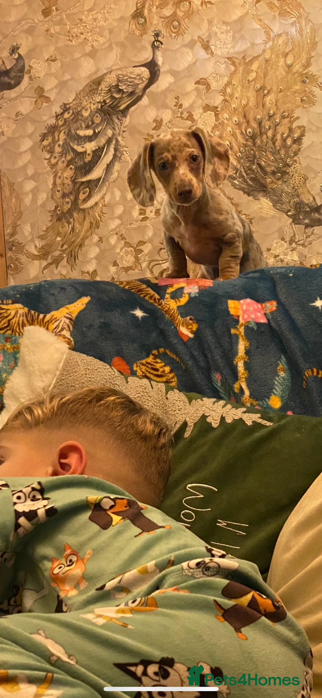 Miniature Dachshund dogs for sale: miniature dashhound  - Advert 3