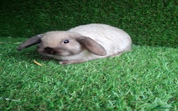 Mini Lop rabbits for sale: Sallaner moni lop boy - Advert 2
