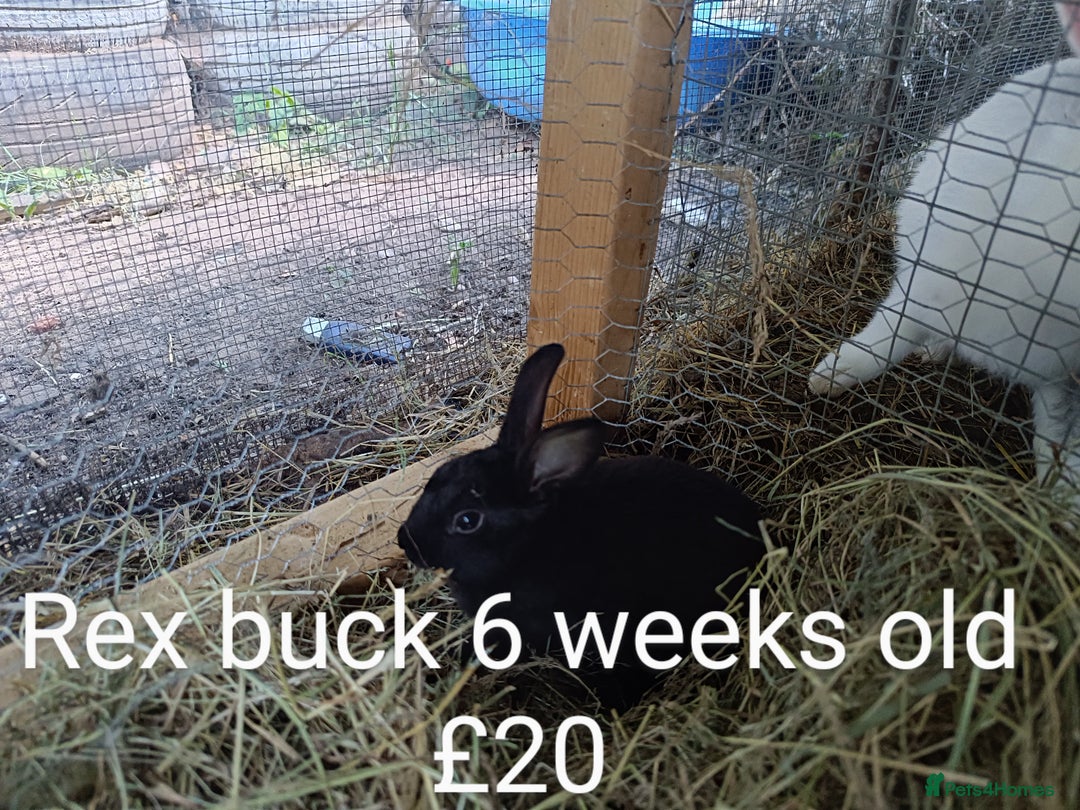 New Zealand rabbits for sale: Rex, New Zealand and lops available  - Image 3