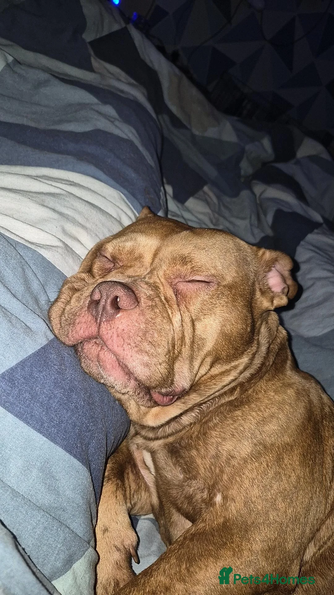 American Bully dogs for sale: Female pocket bully for sale - Advert 4