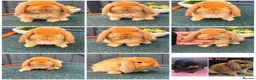 Mini Lop rabbits for sale: Chocolate Torte/ Orange  Buck Mini Lop - Advert 3