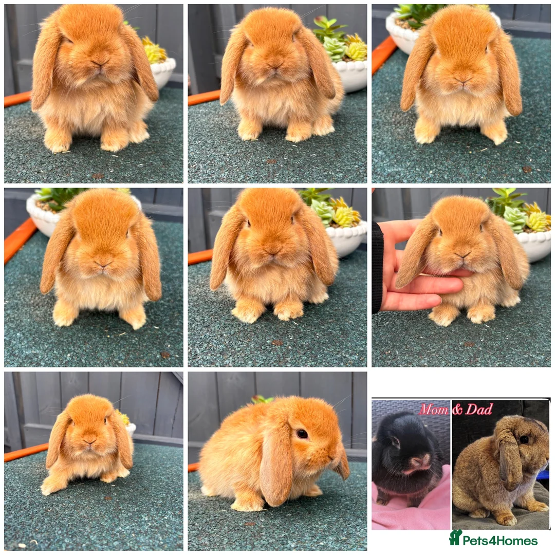 Mini Lop rabbits for sale: Chocolate Torte/ Orange  Buck Mini Lop - Advert 3