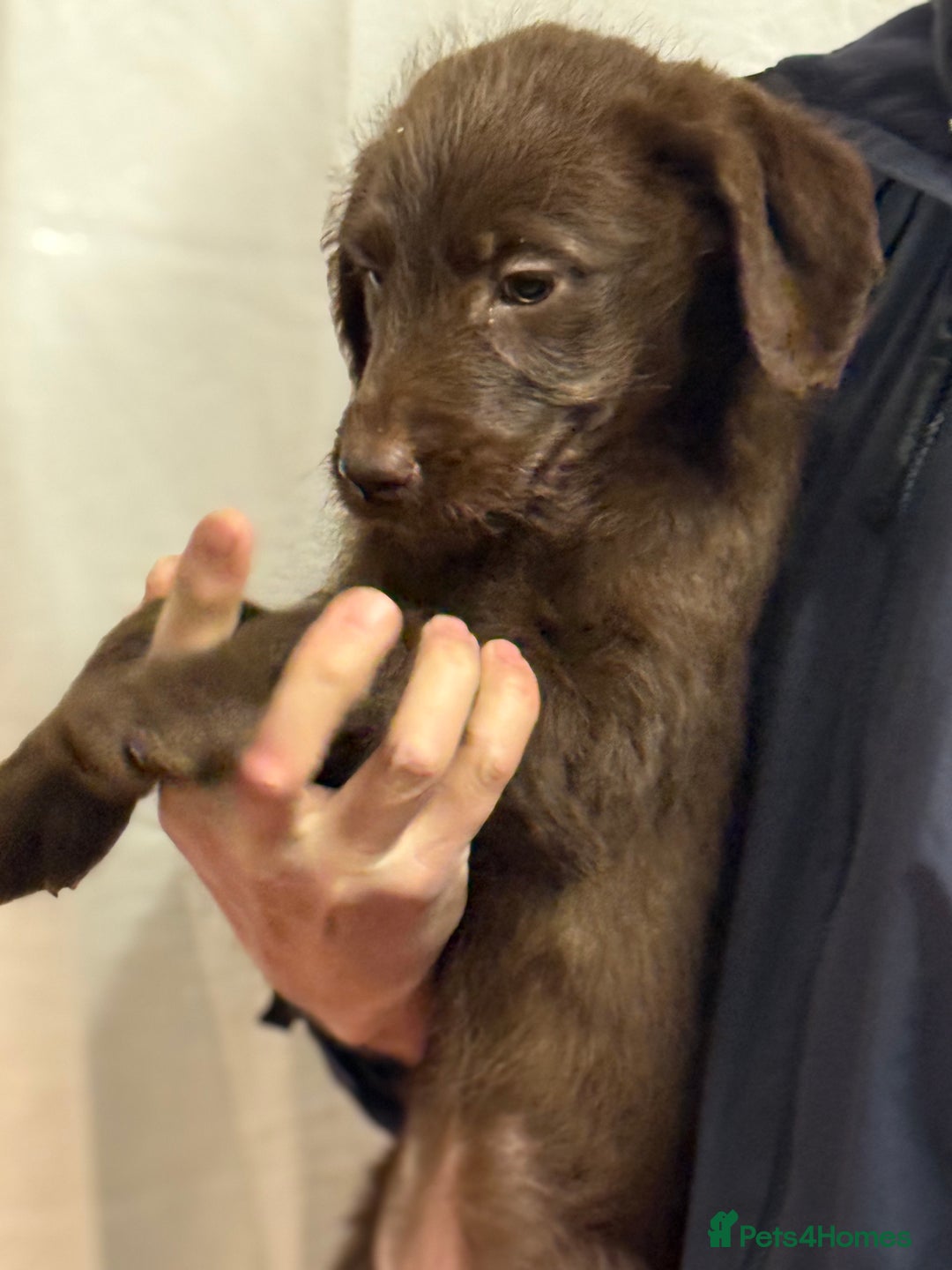 Labradoodle dogs for sale: F1 standard labradoodles  - Advert 4