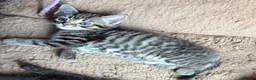 Mixed Breed cats for sale: Cross Lilic ragdoll, short hair European Tabby, b - Advert 1