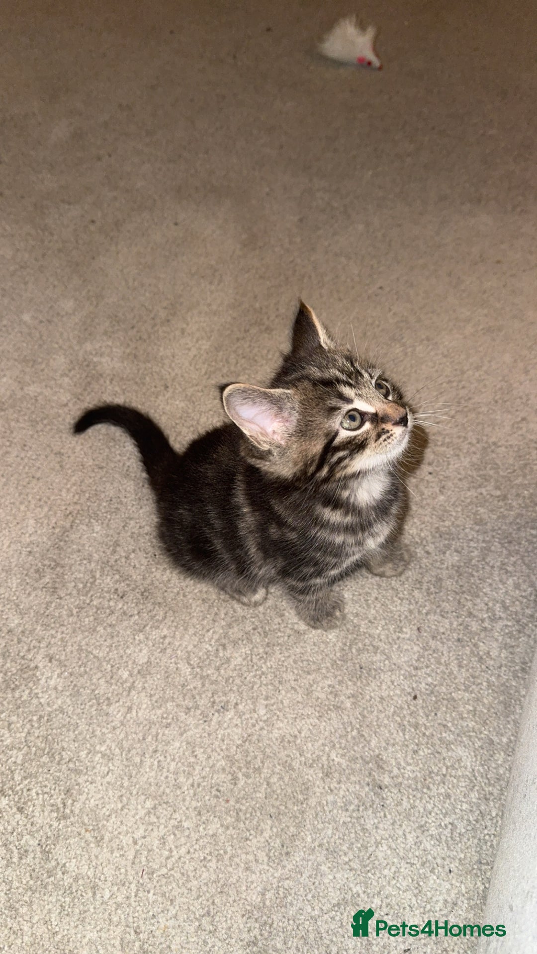 Domestic Shorthair cats for sale: Male tabby kitten - Advert 5