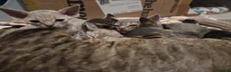 Devon Rex cats for sale: 💛 Devon Rex Kittens–2027 Litter Reservations 💛 - Advert 8
