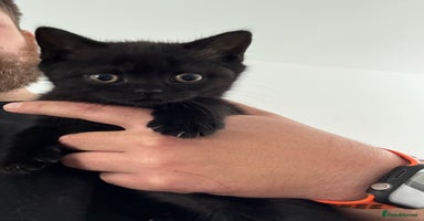 British Shorthair cats - Advert 11