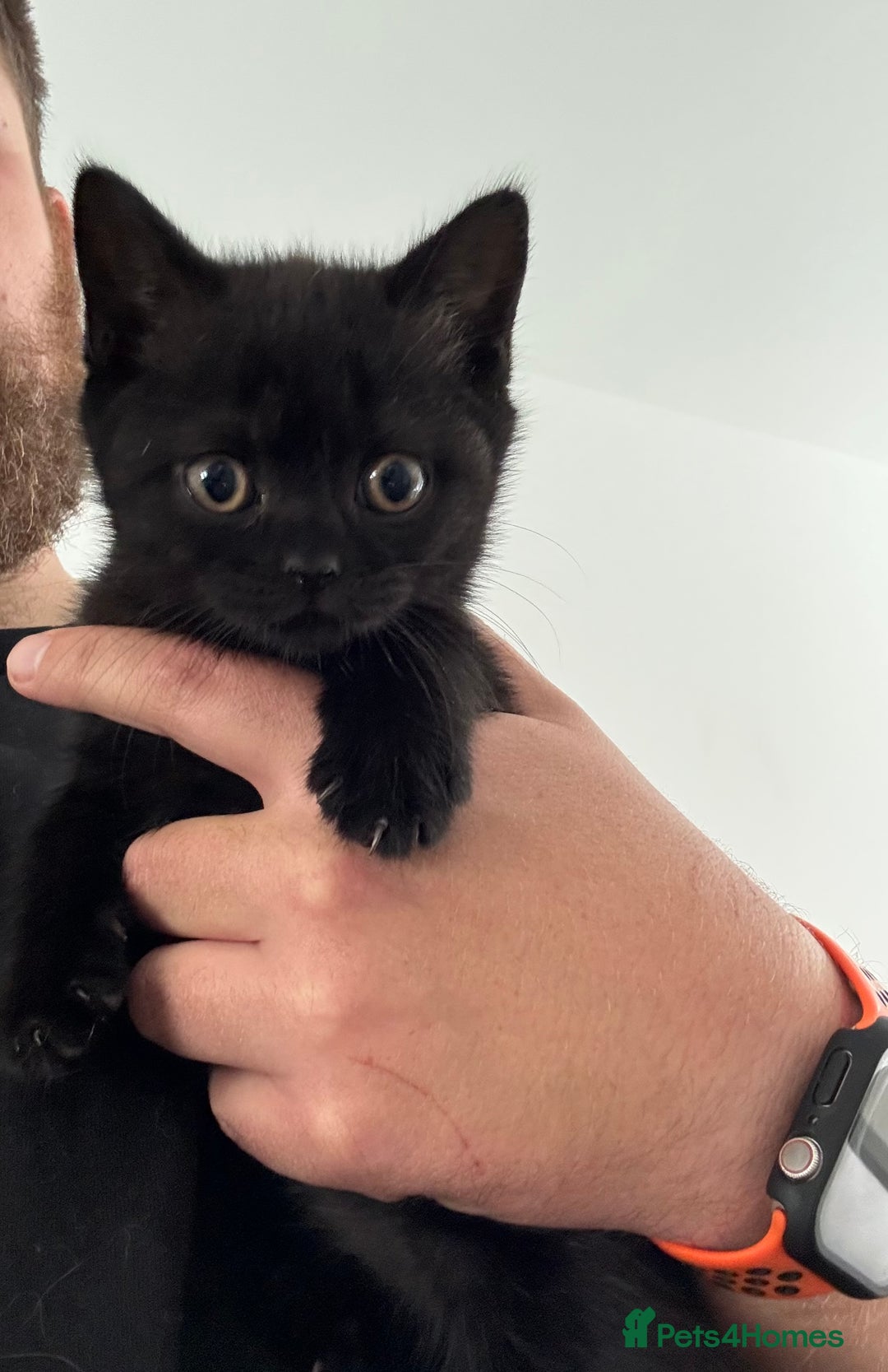 British Shorthair cats for sale: Pure British Shorthair Kittens only 1 left - Image 14