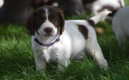 English Springer Spaniel dogs for sale: English springer spaniels  - Image 29