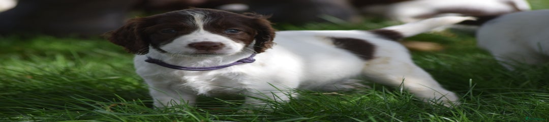English Springer Spaniel Puppy 8