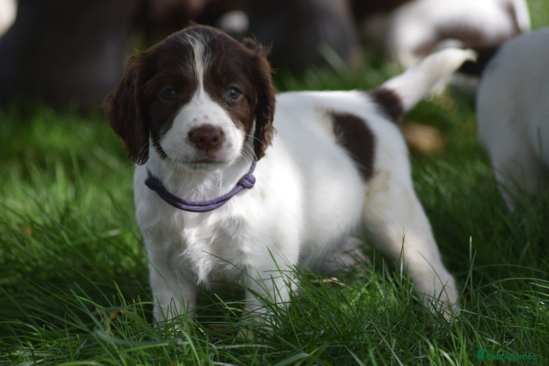 English Springer Spaniel dogs for sale: English springer spaniels  - Image 29