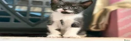 Mixed Breed cats for sale: Adorable black & white boy kittens - ready in 2wks - Advert 14