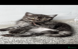 British Shorthair cats for sale: Full gccf British short hair kittens  - Image 10