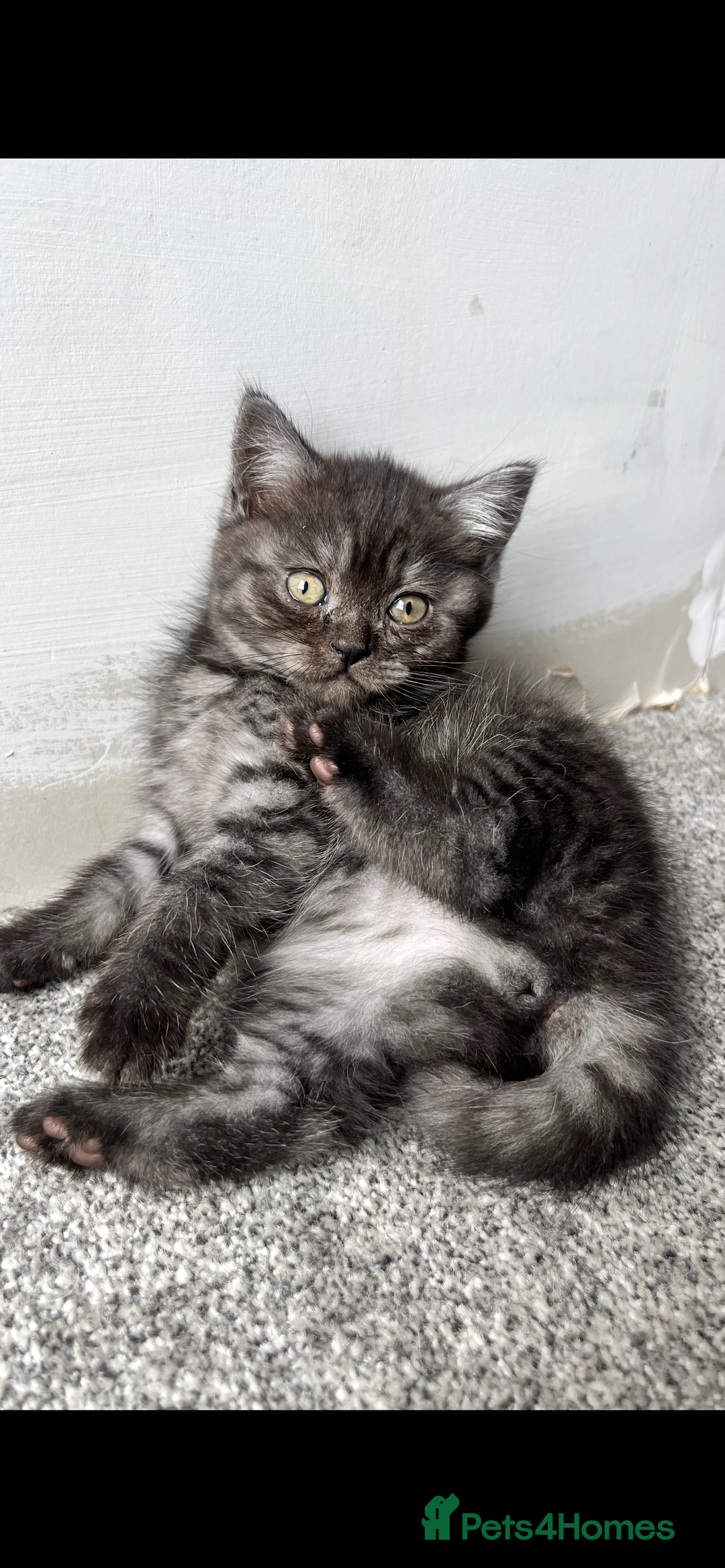 British Shorthair cats for sale: Full gccf British short hair kittens  - Image 10
