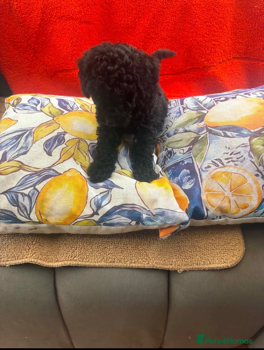 Toy Poodle dogs for sale: 3 black toy poodles  - Advert 9