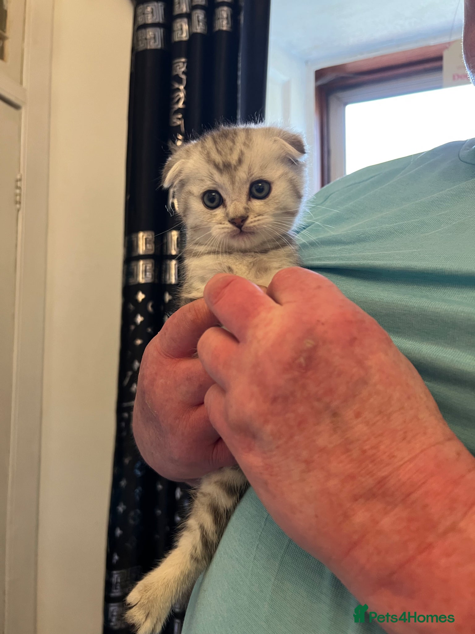 Scottish Fold cats ** Stunning Scottish Fold Kittens ** 🩷💙 Ready  - Advert 2