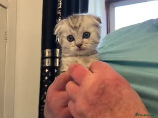 Scottish Fold cats ** Stunning Scottish Fold Kittens ** 🩷💙 Ready - Advert 6