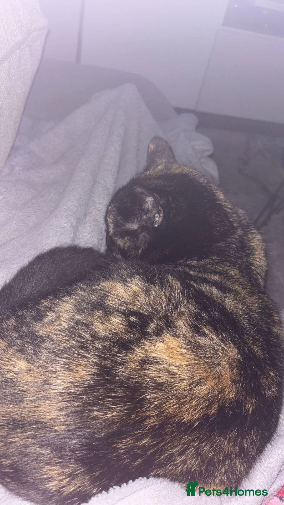 Mixed Breed cats for sale: Doja Cat - Rehoming Required - Advert 11