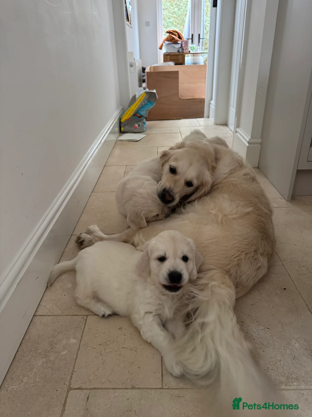 Golden Retriever dogs for sale: Goldern Retrevier Puppy’s  in Rotherham - Advert 10