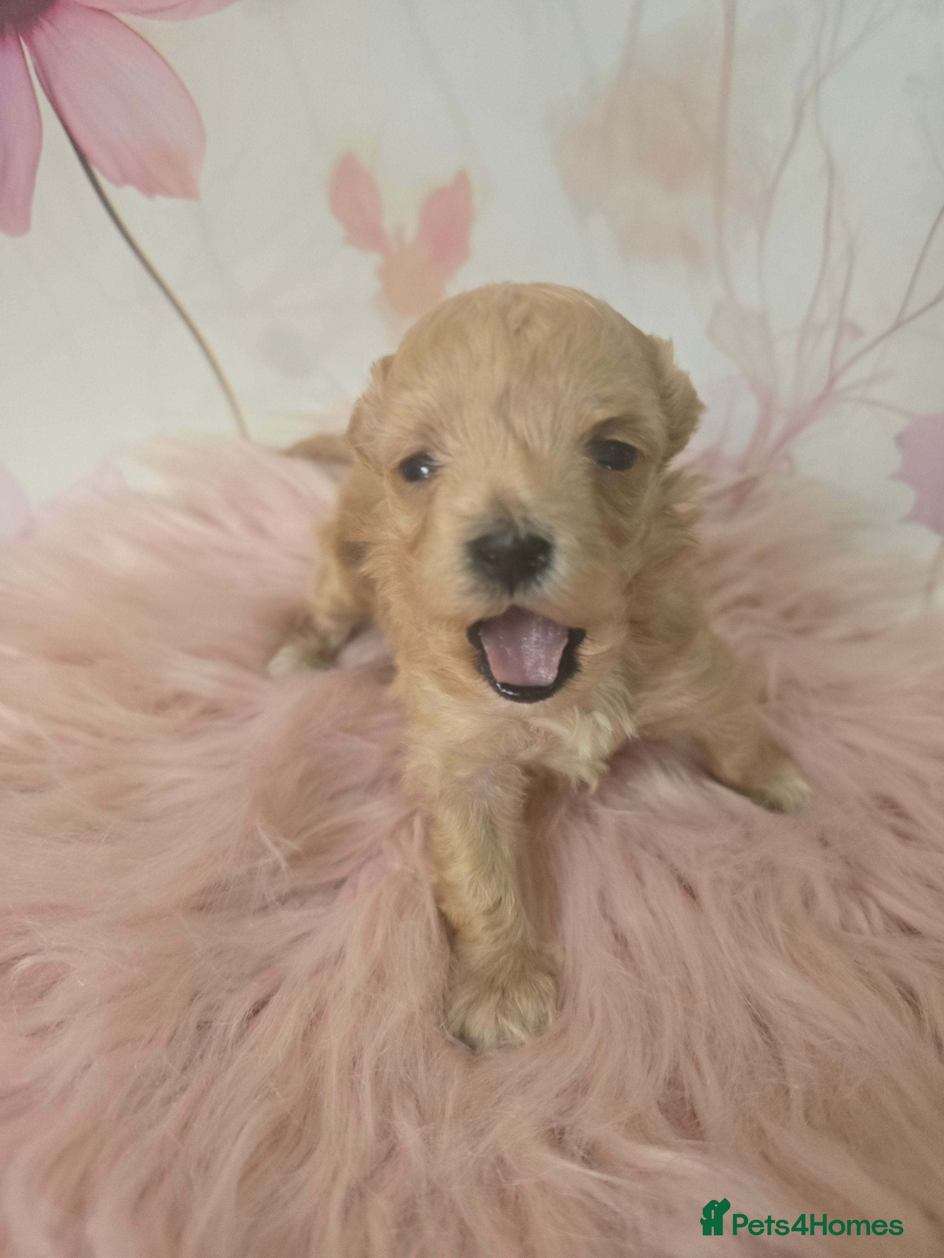 Maltipoo dogs Beautiful F1 maltipoo looking forever home ❤️🐶 - Advert 4