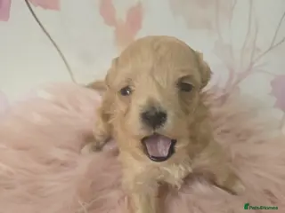 Maltipoo dogs Beautiful F1 maltipoo looking forever home ❤️🐶 - Advert 3