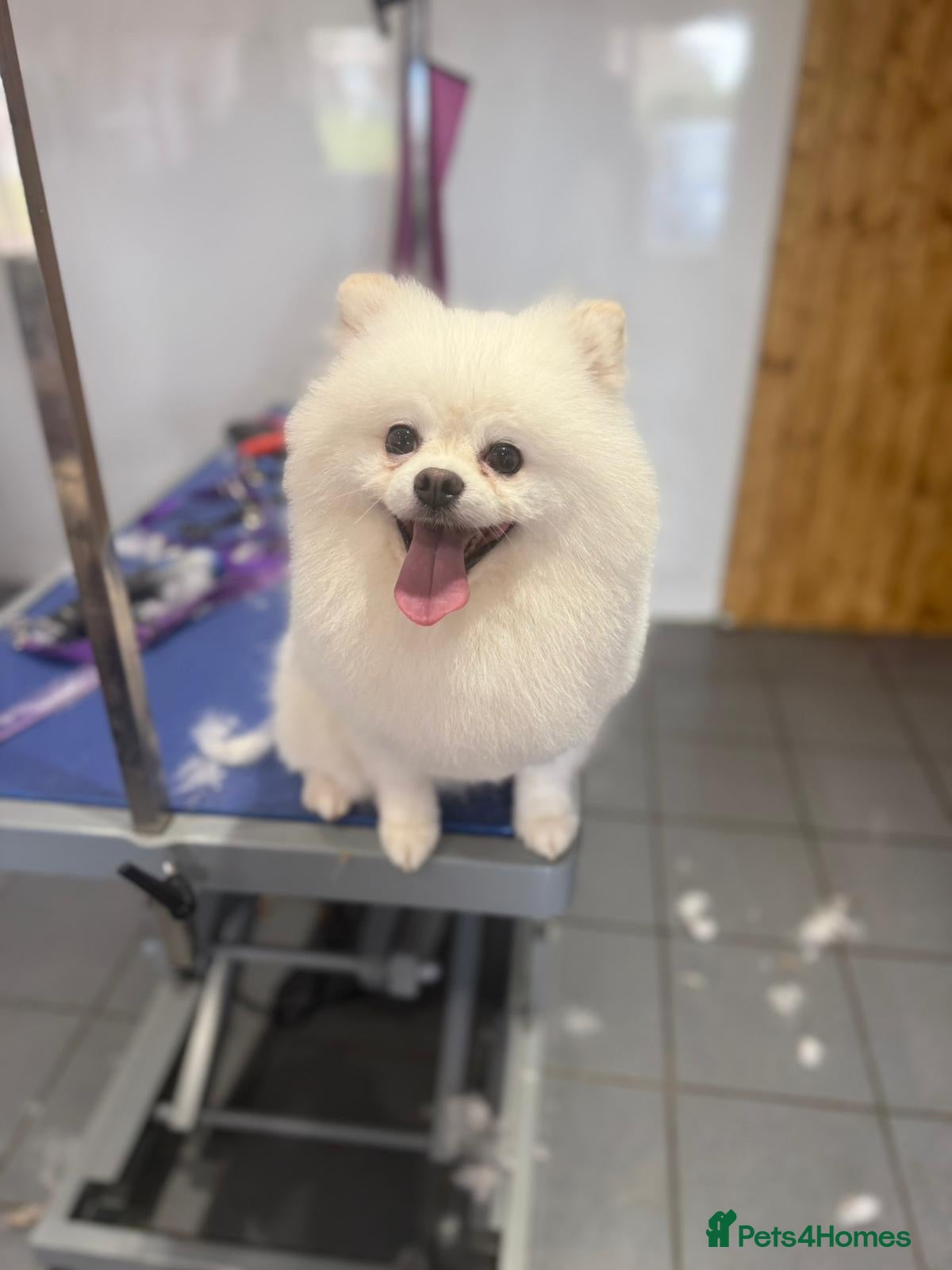 Pomeranian dogs Pomeranian puppies for sale  - Advert 2