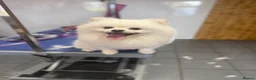 Pomeranian dogs for sale: Pomeranian puppies for sale  - Advert 2