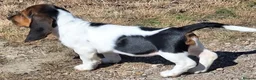 Basset Hound dogs for sale: Four Basset Hound Puppies with Loving Family Roots - Advert 4