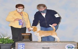Beagle dogs for stud: Winner at Crufts 2025! in Tonbridge - Image 13