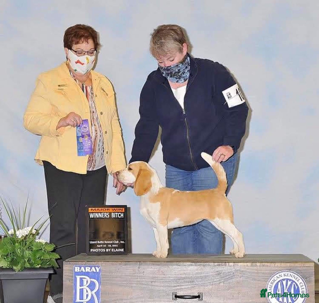 Beagle dogs for stud: Winner at Crufts 2025! in Tonbridge - Image 13