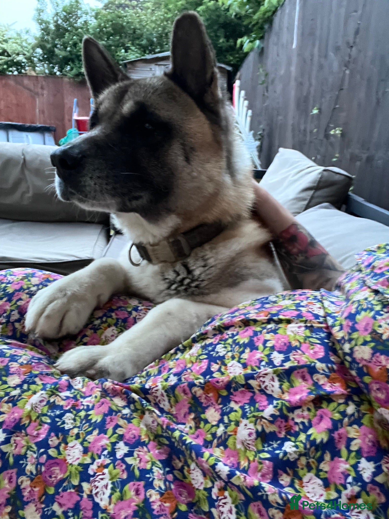 Akita dogs 8 year old American Akita  - Advert 4