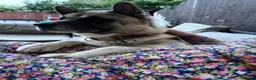 Akita dogs for sale: 8 year old American Akita  - Advert 1