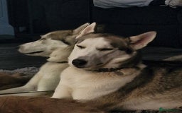 Siberian Husky dogs for sale: Female siberian Husky 3 years old - Image 3