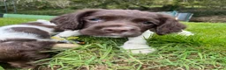 English Springer Spaniel dogs for sale: Ready Now!!! KC reg Springer Spaniel BOYS - Advert 3