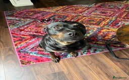 Mixed Breed dogs for sale: Mia Staffy - Image 1