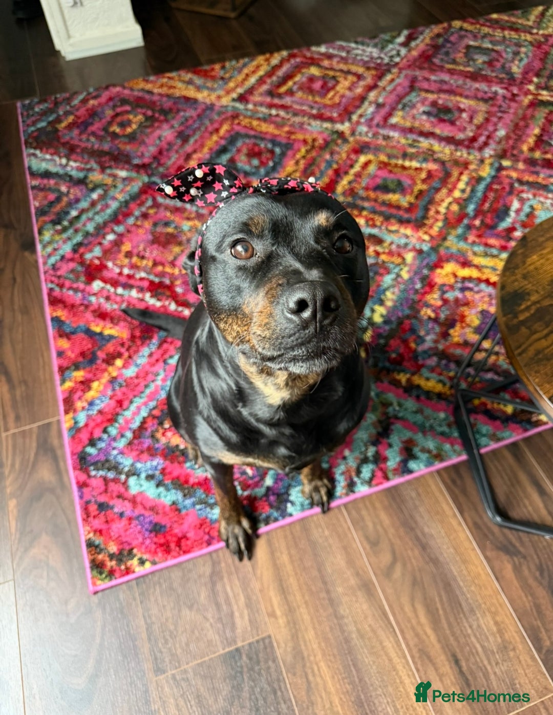 Mixed Breed dogs for sale: Mia Staffy - Image 1