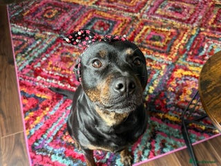 Mixed Breed dogs - Advert 9